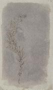 Willim Henry Fox Talbot Rosemary Twig oil painting reproduction